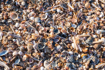 Detail of the shells and remains of mollusks in the sand on the beach. Relaxing summer vacation concept with sea and waves.