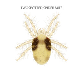 Twospotted Spider Mite illustration. It is a pest.
