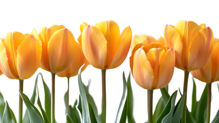 Fresh yellow tulips 