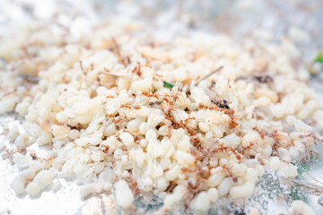 Discover the close-up details of red ant eggs, an Asian food ingredient from northeastern Thailand, in their tree nest