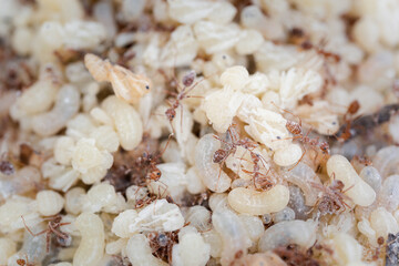 Explore the wildlife of northeastern Thailand with a close-up view of red ant eggs nesting in trees, a local food delicacy