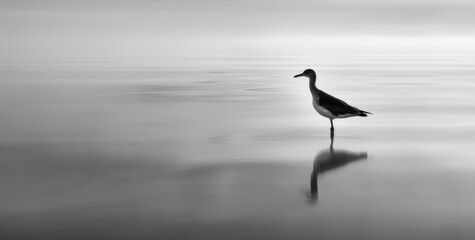 Naklejka premium A black and white bird stands in the water