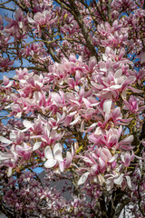 Alencon, France - 03 20 2024: Nature in bloom in spring season. View of a Pink magnolia in bloom in a garden along the street.