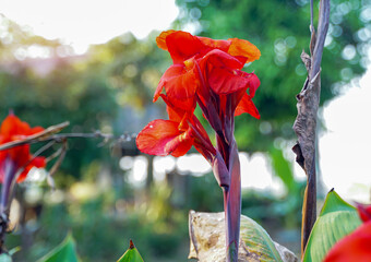 red canna flowers. Flowering in a bouquet at the top of the stem. and has some soft petals Flower...