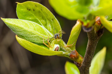 蜂を捕食するハナグモ