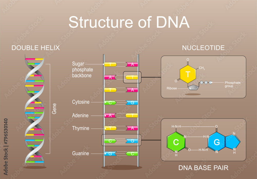 Wall mural dna structure