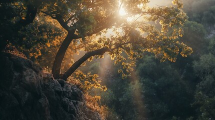A Sun Shining Through Leaves Of Tree In The Forest.
