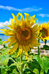 closeup of sunflower against blue sky