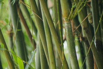 green bamboo tree in a garden. bamboo forest background	