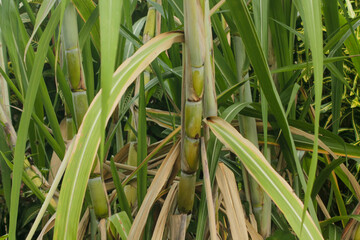 fresh sugar cane in garden. Sugarcane planted to produce sugar and food	

