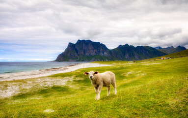 Sheep at the Famous and Beautiful Beach of Uttakleiv in Lofoten, Norway