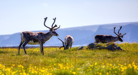 Reindeer Grazing near the Abandoned Fishing Village of Hamningberg, Finnmark, Norway