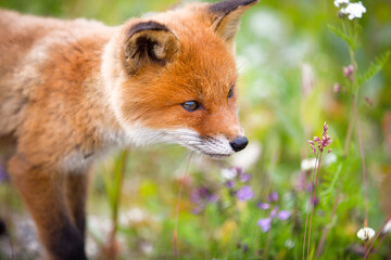 Portrait of a Beautiful Red Fox Cub Encountered near Bekkarfjord in Laksefjorden, Finnmark, Norway