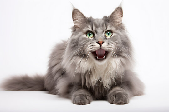 Fluffy Gray Cat Licking Lips with Green Eyes
