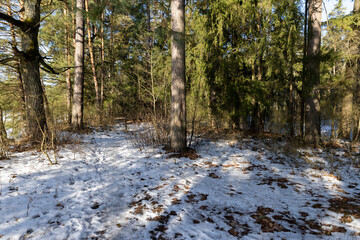 trees without foliage in the winter season
