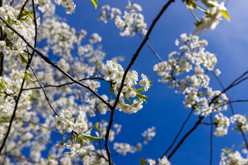 white flowers on cherry trees in the orchard