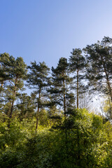 tall pine trees against the blue sky