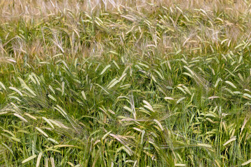 Obraz premium An agricultural field where ripening cereal wheat grows