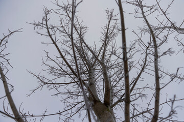 trees during cold weather in dim light in winter