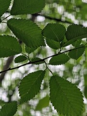 green leaves in spring
