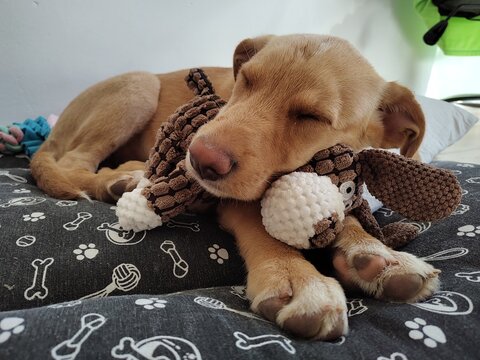 cute little puppy sleeping in the bed