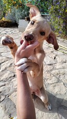 cute puppy playing with his owner outside