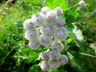 Medicinal plantation burdock (Arctium lappa). The flower prickly heads of burdock (burrs) in herbal garden. Roots used for the treatment and care of hair. Thorny plant close up.