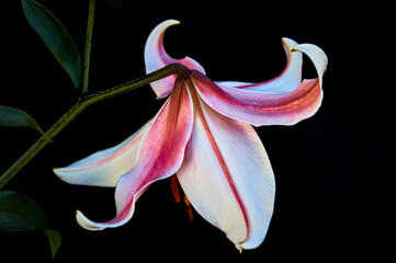 A wonderful lily has grown in the garden, a huge flower with large beautiful red and white petals,...