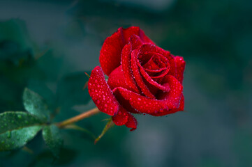 A red rose has bloomed in the garden. Its beautiful bud, with delicate petals, shines with drops of...