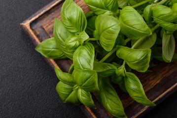 Fresh herbs basil in the form of a bush as an ingredient for cooking at home