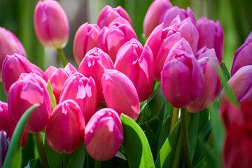 Fototapeta premium Close up of pink tulips in the garden