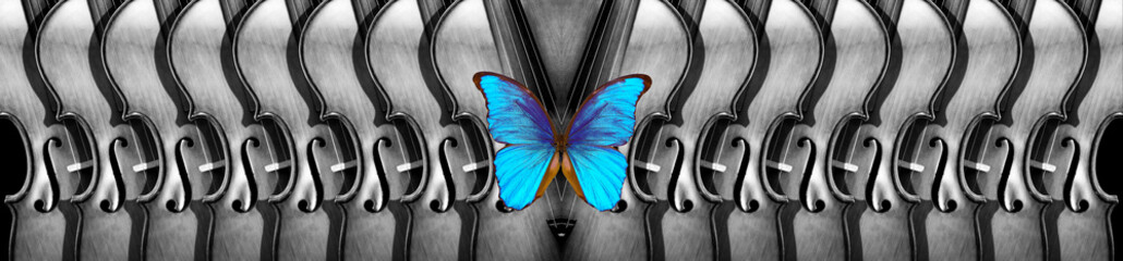 melody concept. bright blue morpho butterfly and old violins texture background, black and white. music banner, music concept