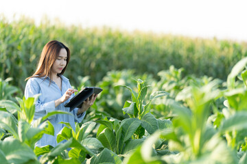 Naklejka na ściany i meble Farmers are inspecting conditions and collect crop data to be analyzed. Farmer woman examining corn plants in a cultivated field. Working with digital tablet. Agricultural Occupation.