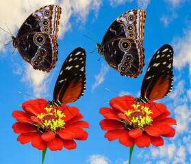 2 Butterflies Heliconius hecate and 2 Blue morpho butterfly