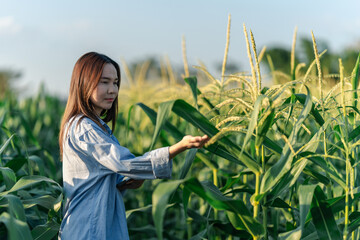 Farmers are inspecting conditions and collect crop data to be analyzed. Farmer woman examining corn...