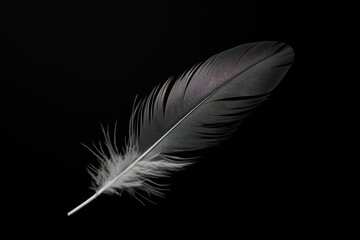 *Feather* nature black white.