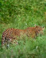 indian wild shy female leopard or panther or panthera pardus head turn with eye contact camouflage...