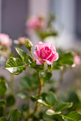 Rose fleur jardin amour