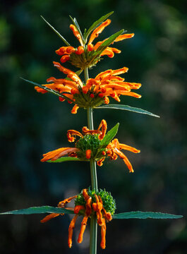 Wild dagga or lion's ear or tail plant (Leonitus leonarus) a member of the mint family near Peters River Nature Reserve, De Vlugt.