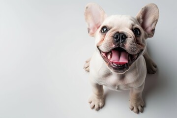 Cute playful small dog French Bulldog sitting looking up with funny face on white studio background. Portrait of happy puppy having fun with its tongue out. Beautiful cute pup playing close up. Banner
