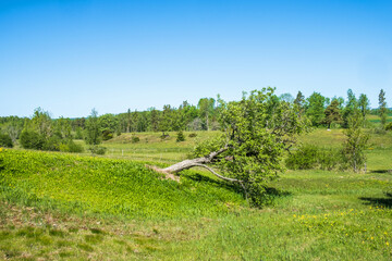 Meadow landscape with a growing tree leaning against the ground - obrazy, fototapety, plakaty
