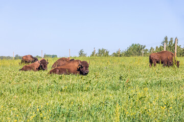 Resting Bison in a grass pasture