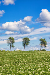 Obraz premium Potato field with flowers and trees in the countryside