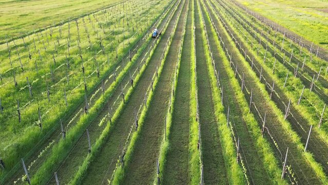 winemaker farmer grows vines in the countryside with  organic biologic methods - cut the grass between the rows with  tractor and avoid using chemicals and copper phosphates on the plant and grapes  