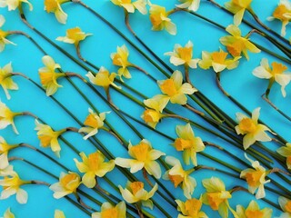 Daffodil yellow spring flower pattern on blue background. Floral narcissus texture for card design....