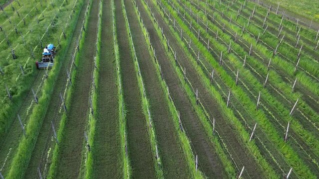 winemaker farmer grows vines in the countryside with  organic biologic methods - cut the grass between the rows with  tractor and avoid using chemicals and copper phosphates on the plant and grapes  