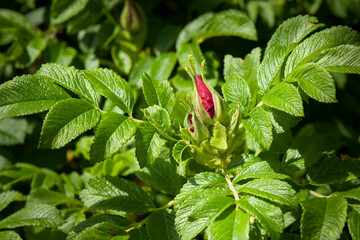 rose bush with red bud, summer sunny weather