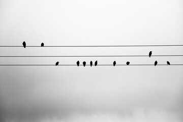 birds on wire like musical score, black and white