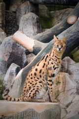serval in the zoo