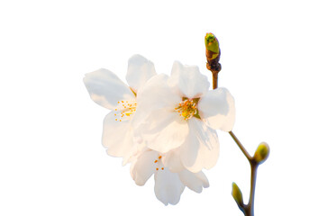 Obraz premium Beautiful sakura flowers isolate on transparent background.cherry blossom